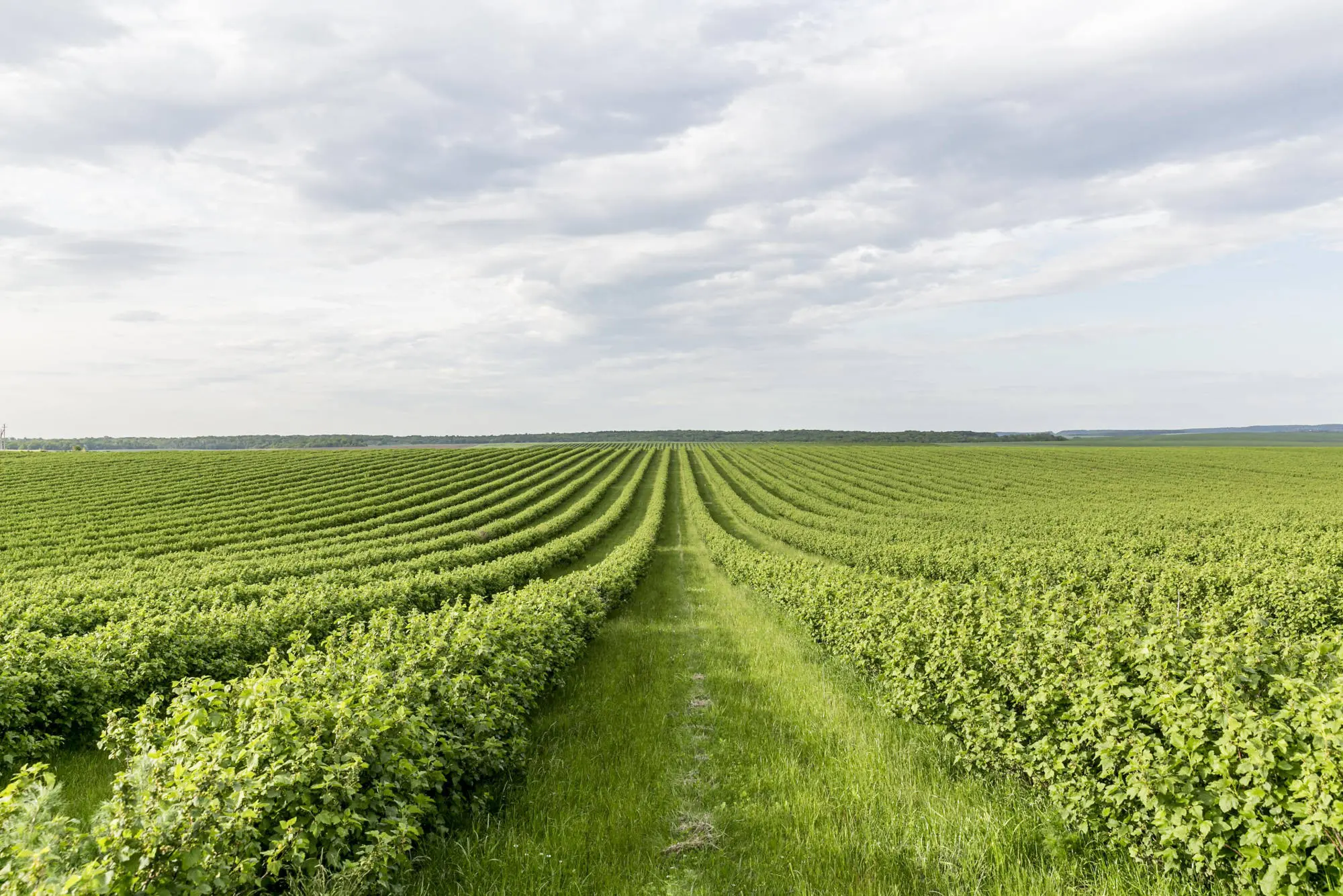Vista aérea de campos de cultivo